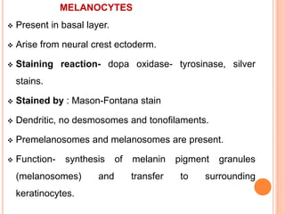MELANOCYTES
 Present in basal layer.
 Arise from neural crest ectoderm.
 Staining reaction- dopa oxidase- tyrosinase, silver
stains.
 Stained by : Mason-Fontana stain
 Dendritic, no desmosomes and tonofilaments.
 Premelanosomes and melanosomes are present.
 Function- synthesis of melanin pigment granules
(melanosomes) and transfer to surrounding
keratinocytes.
 