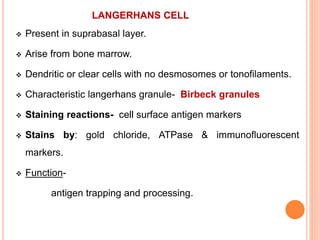 LANGERHANS CELL
 Present in suprabasal layer.
 Arise from bone marrow.
 Dendritic or clear cells with no desmosomes or tonofilaments.
 Characteristic langerhans granule- Birbeck granules
 Staining reactions- cell surface antigen markers
 Stains by: gold chloride, ATPase & immunofluorescent
markers.
 Function-
antigen trapping and processing.
 