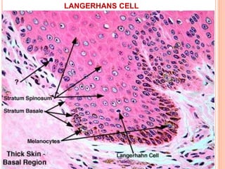 LANGERHANS CELL
 