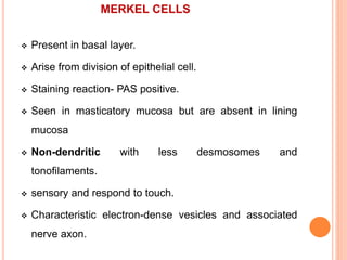 MERKEL CELLS
 Present in basal layer.
 Arise from division of epithelial cell.
 Staining reaction- PAS positive.
 Seen in masticatory mucosa but are absent in lining
mucosa
 Non-dendritic with less desmosomes and
tonofilaments.
 sensory and respond to touch.
 Characteristic electron-dense vesicles and associated
nerve axon.
 