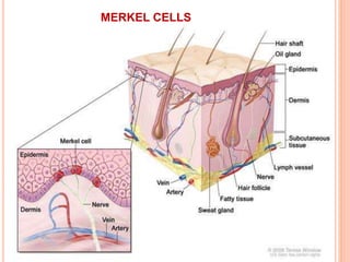 MERKEL CELLS
 