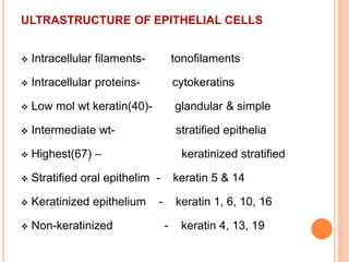 ULTRASTRUCTURE OF EPITHELIAL CELLS
 Intracellular filaments- tonofilaments
 Intracellular proteins- cytokeratins
 Low mol wt keratin(40)- glandular & simple
 Intermediate wt- stratified epithelia
 Highest(67) – keratinized stratified
 Stratified oral epithelim - keratin 5 & 14
 Keratinized epithelium - keratin 1, 6, 10, 16
 Non-keratinized - keratin 4, 13, 19
 
