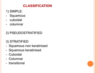 CLASSIFICATION
1) SIMPLE:
• Squamous
• cuboidal
• columnar
2) PSEUDOSTRATIFIED
3) STRATIFIED
• Squamous non keratinised
• Squamous keratinised
• Cuboidal
• Columnar
• transitional
 