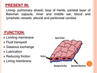 PRESENT IN:
Lining- pulmonary alveoli, loop of Henle, parietal layer of
Bawman capsule, inner and middle ear, blood and
lymphatic vessels, pleural and peritoneal cavities.
FUNCTION:
 Limiting membrane
 Fluid transport
 Gaseous exchange
 Lubrication
 Reducing friction
 Lining membrane
 