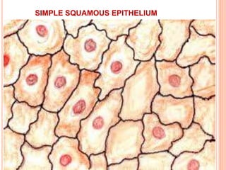 SIMPLE SQUAMOUS EPITHELIUM
 