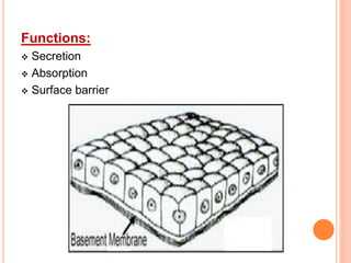 Functions:
 Secretion
 Absorption
 Surface barrier
 