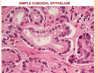 SIMPLE CUBOIDAL EPITHELIUM
 