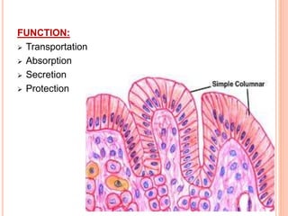 FUNCTION:
 Transportation
 Absorption
 Secretion
 Protection
 