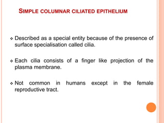 SIMPLE COLUMNAR CILIATED EPITHELIUM
 Described as a special entity because of the presence of
surface specialisation called cilia.
 Each cilia consists of a finger like projection of the
plasma membrane.
 Not common in humans except in the female
reproductive tract.
 