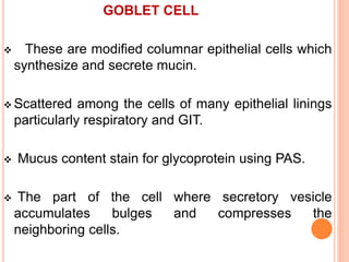 GOBLET CELL
 These are modified columnar epithelial cells which
synthesize and secrete mucin.
 Scattered among the cells of many epithelial linings
particularly respiratory and GIT.
 Mucus content stain for glycoprotein using PAS.
 The part of the cell where secretory vesicle
accumulates bulges and compresses the
neighboring cells.
 