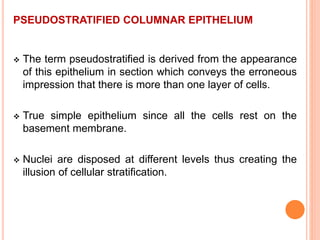 PSEUDOSTRATIFIED COLUMNAR EPITHELIUM
 The term pseudostratified is derived from the appearance
of this epithelium in section which conveys the erroneous
impression that there is more than one layer of cells.
 True simple epithelium since all the cells rest on the
basement membrane.
 Nuclei are disposed at different levels thus creating the
illusion of cellular stratification.
 