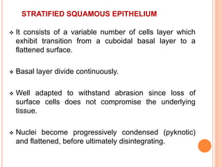 STRATIFIED SQUAMOUS EPITHELIUM
 It consists of a variable number of cells layer which
exhibit transition from a cuboidal basal layer to a
flattened surface.
 Basal layer divide continuously.
 Well adapted to withstand abrasion since loss of
surface cells does not compromise the underlying
tissue.
 Nuclei become progressively condensed (pyknotic)
and flattened, before ultimately disintegrating.
 