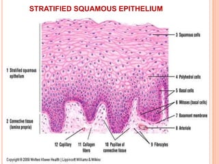 STRATIFIED SQUAMOUS EPITHELIUM
 