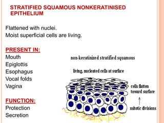 STRATIFIED SQUAMOUS NONKERATINISED
EPITHELIUM
Flattened with nuclei.
Moist superficial cells are living.
PRESENT IN:
Mouth
Epiglottis
Esophagus
Vocal folds
Vagina
FUNCTION:
Protection
Secretion
 