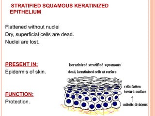 STRATIFIED SQUAMOUS KERATINIZED
EPITHELIUM
Flattened without nuclei
Dry, superficial cells are dead.
Nuclei are lost.
PRESENT IN:
Epidermis of skin.
FUNCTION:
Protection.
 