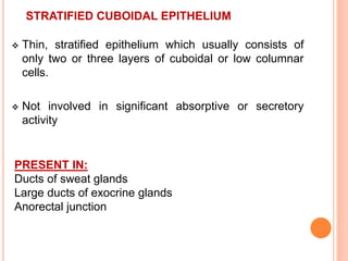 STRATIFIED CUBOIDAL EPITHELIUM
 Thin, stratified epithelium which usually consists of
only two or three layers of cuboidal or low columnar
cells.
 Not involved in significant absorptive or secretory
activity
PRESENT IN:
Ducts of sweat glands
Large ducts of exocrine glands
Anorectal junction
 