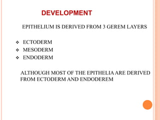 DEVELOPMENT
EPITHELIUM IS DERIVED FROM 3 GEREM LAYERS
 ECTODERM
 MESODERM
 ENDODERM
ALTHOUGH MOST OF THE EPITHELIAARE DERIVED
FROM ECTODERM AND ENDODEREM
 