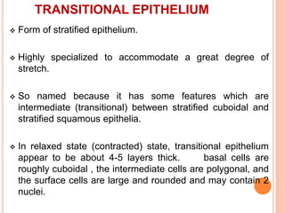 TRANSITIONAL EPITHELIUM
 Form of stratified epithelium.
 Highly specialized to accommodate a great degree of
stretch.
 So named because it has some features which are
intermediate (transitional) between stratified cuboidal and
stratified squamous epithelia.
 In relaxed state (contracted) state, transitional epithelium
appear to be about 4-5 layers thick. basal cells are
roughly cuboidal , the intermediate cells are polygonal, and
the surface cells are large and rounded and may contain 2
nuclei.
 