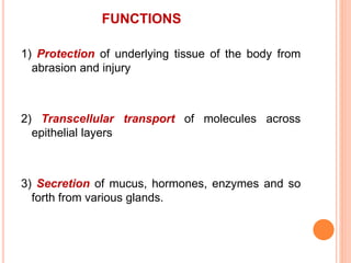 FUNCTIONS
1) Protection of underlying tissue of the body from
abrasion and injury
2) Transcellular transport of molecules across
epithelial layers
3) Secretion of mucus, hormones, enzymes and so
forth from various glands.
 