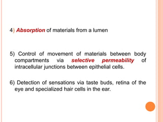 4) Absorption of materials from a lumen
5) Control of movement of materials between body
compartments via selective permeability of
intracellular junctions between epithelial cells.
6) Detection of sensations via taste buds, retina of the
eye and specialized hair cells in the ear.
 