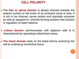 CELL POLARITY
 The free or apical domain is always directed towards the
exterior surface or the lumen of an enclosed cavity or tube. It
is rich in ion channel, carrier protein and hydrolytic enzymes
as well as aquaporins, channel forming proteins that function
in regulation of water balance.
 Lateral domain communicates with adjacent cells & is
characterized by specialized attachment areas.
 The basal domain rests on the basal lamina anchoring the
cell to underlying connective tissue.
 