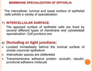 MEMBRANE SPECIALIZATION OF EPITHELIA
The intercellular, luminal and basal surface of epithelial
cells exhibit a variety of specialization.
1) INTERCELLULAR SURFACE:
The apposed surface of epithelial cells are lined by
several different types of membrane and cytoskeletal
specialization. Cell junctions are:
a) Occluding or tight junctions:
 Located immediately behind the luminal surface of
simple columnar epithelium
 Intercellular spaces are oblitereted
 Transmembrane adhesive protein- occludin, claudin,
junctional adhesive molecule
 