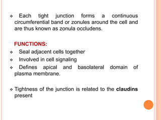  Each tight junction forms a continuous
circumferential band or zonules around the cell and
are thus known as zonula occludens.
FUNCTIONS:
 Seal adjacent cells together
 Involved in cell signaling
 Defines apical and basolateral domain of
plasma membrane.
 Tightness of the junction is related to the claudins
present
 