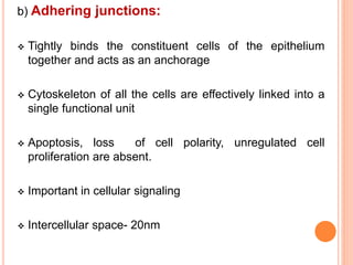 b) Adhering junctions:
 Tightly binds the constituent cells of the epithelium
together and acts as an anchorage
 Cytoskeleton of all the cells are effectively linked into a
single functional unit
 Apoptosis, loss of cell polarity, unregulated cell
proliferation are absent.
 Important in cellular signaling
 Intercellular space- 20nm
 