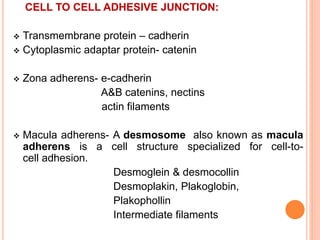 CELL TO CELL ADHESIVE JUNCTION:
 Transmembrane protein – cadherin
 Cytoplasmic adaptar protein- catenin
 Zona adherens- e-cadherin
A&B catenins, nectins
actin filaments
 Macula adherens- A desmosome also known as macula
adherens is a cell structure specialized for cell-to-
cell adhesion.
Desmoglein & desmocollin
Desmoplakin, Plakoglobin,
Plakophollin
Intermediate filaments
 