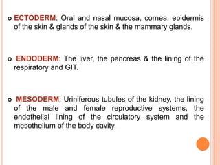  ECTODERM: Oral and nasal mucosa, cornea, epidermis
of the skin & glands of the skin & the mammary glands.
 ENDODERM: The liver, the pancreas & the lining of the
respiratory and GIT.
 MESODERM: Uriniferous tubules of the kidney, the lining
of the male and female reproductive systems, the
endothelial lining of the circulatory system and the
mesothelium of the body cavity.
 