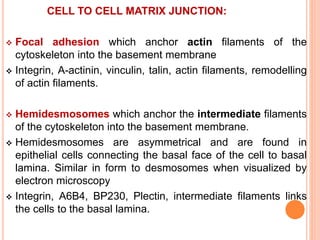 CELL TO CELL MATRIX JUNCTION:
 Focal adhesion which anchor actin filaments of the
cytoskeleton into the basement membrane
 Integrin, A-actinin, vinculin, talin, actin filaments, remodelling
of actin filaments.
 Hemidesmosomes which anchor the intermediate filaments
of the cytoskeleton into the basement membrane.
 Hemidesmosomes are asymmetrical and are found in
epithelial cells connecting the basal face of the cell to basal
lamina. Similar in form to desmosomes when visualized by
electron microscopy
 Integrin, A6B4, BP230, Plectin, intermediate filaments links
the cells to the basal lamina.
 