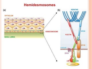 Hemidesmosomes
 