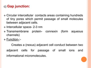 c) Gap junction:
 Circular intercellular contacts areas containing hundreds
of tiny pores which permit passage of small molecules
between adjacent cells.
 Intercellular space- 2-3 nm
 Transmembrane protein- connexin (form aqueous
channels)
 Function-:-
Creates a (nexus) adjacent cell conduct between two
adjacent cells for passage of small ions and
informational micromolecules.
 