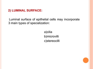 2) LUMINAL SURFACE:
Luminal surface of epithelial cells may incorporate
3 main types of specialization:
a)cilia
b)microvilli
c)stereocilli
 