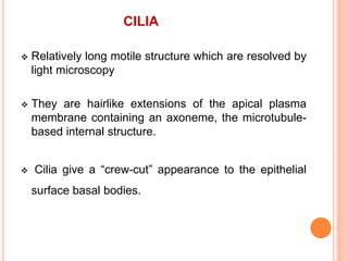 CILIA
 Relatively long motile structure which are resolved by
light microscopy
 They are hairlike extensions of the apical plasma
membrane containing an axoneme, the microtubule-
based internal structure.
 Cilia give a “crew-cut” appearance to the epithelial
surface basal bodies.
 