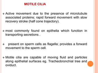 MOTILE CILIA
 Active movement due to the presence of microtubule
associated proteins; rapid forward movement with slow
recovery stroke (half cone trajectory).
 most commonly found on epithelia which function in
transporting secretions .
 present on sperm cells as flagella; provides a forward
movement to the sperm cell.
 Motile cilia are capable of moving fluid and particles
along epithelial surfaces eg. Tracheobronchial tree and
oviduct.
 