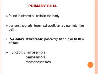 PRIMARY CILIA
 found in almost all cells in the body .
 transmit signals from extracellular space into the
cell.
 No active movement; passively bend due to flow
of fluid.
 Function: chemosensors
osmosensors
mechanosensors.
 
