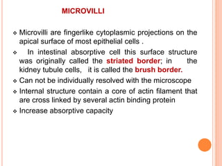 MICROVILLI
 Microvilli are fingerlike cytoplasmic projections on the
apical surface of most epithelial cells .
 In intestinal absorptive cell this surface structure
was originally called the striated border; in the
kidney tubule cells, it is called the brush border.
 Can not be individually resolved with the microscope
 Internal structure contain a core of actin filament that
are cross linked by several actin binding protein
 Increase absorptive capacity
 