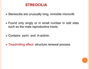 STREOCILIA
 Stereocilia are unusually long, immotile microvilli.
 Found only singly or in small number in odd sites
such as the male reproductive tracts.
 Contains ezrin and A-actinin.
 Treadmilling effect- structure renewal process
 