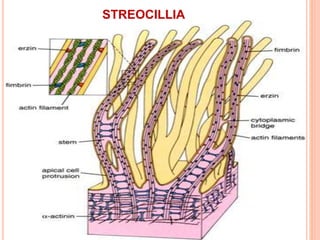 STREOCILLIA
 