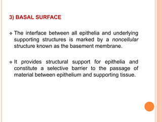 3) BASAL SURFACE
 The interface between all epithelia and underlying
supporting structures is marked by a noncellular
structure known as the basement membrane.
 It provides structural support for epithelia and
constitute a selective barrier to the passage of
material between epithelium and supporting tissue.
 