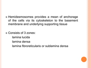  Hemidesmosomes provides a mean of anchorage
of the cells via its cytoskeleton to the basement
membrane and underlying supporting tissue
 Consists of 3 zones:
lamina lucida
lamina densa
lamina fibroreticularis or sublamina densa
 