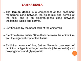 LAMINA DENSA
 The lamina densa is a component of the basement
membrane zone between the epidermis and dermis of
the skin, and is an electron-dense zone between
the lamina lucida and dermis.
 Synthesized by the basal cells of the epidermis
 Electron dense matrix 50nm thick between the epithelium
and the adjacent connective tissue
 Exhibit a network of fine, 3-4nm filaments composed of
laminins, a type iv collagen molecule (chicken-wire) and
proteoglycans and glycoprotein.
 