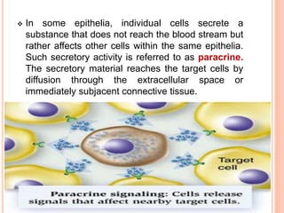  In some epithelia, individual cells secrete a
substance that does not reach the blood stream but
rather affects other cells within the same epithelia.
Such secretory activity is referred to as paracrine.
The secretory material reaches the target cells by
diffusion through the extracellular space or
immediately subjacent connective tissue.
 