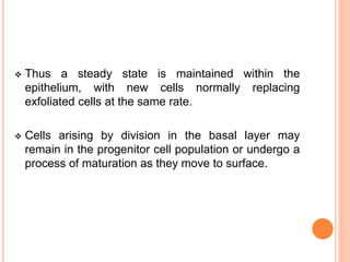  Thus a steady state is maintained within the
epithelium, with new cells normally replacing
exfoliated cells at the same rate.
 Cells arising by division in the basal layer may
remain in the progenitor cell population or undergo a
process of maturation as they move to surface.
 