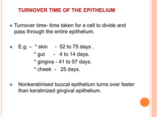 TURNOVER TIME OF THE EPITHELIUM
 Turnover time- time taken for a cell to divide and
pass through the entire epithelium.
 E.g. – * skin - 52 to 75 days .
* gut - 4 to 14 days.
* gingiva - 41 to 57 days.
* cheek - 25 days.
 Nonkeratinised buccal epithelium turns over faster
than keratinized gingival epithelium.
 