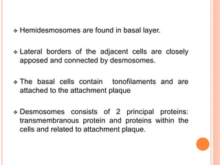  Hemidesmosomes are found in basal layer.
 Lateral borders of the adjacent cells are closely
apposed and connected by desmosomes.
 The basal cells contain tonofilaments and are
attached to the attachment plaque
 Desmosomes consists of 2 principal proteins:
transmembranous protein and proteins within the
cells and related to attachment plaque.
 