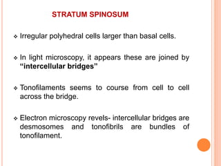 STRATUM SPINOSUM
 Irregular polyhedral cells larger than basal cells.
 In light microscopy, it appears these are joined by
“intercellular bridges”
 Tonofilaments seems to course from cell to cell
across the bridge.
 Electron microscopy revels- intercellular bridges are
desmosomes and tonofibrils are bundles of
tonofilament.
 