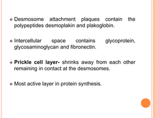  Desmosome attachment plaques contain the
polypeptides desmoplakin and plakoglobin.
 Intercellular space contains glycoprotein,
glycosaminoglycan and fibronectin.
 Prickle cell layer- shrinks away from each other
remaining in contact at the desmosomes.
 Most active layer in protein synthesis.
 