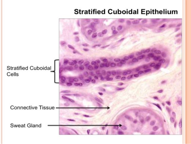 epithelium 41 638